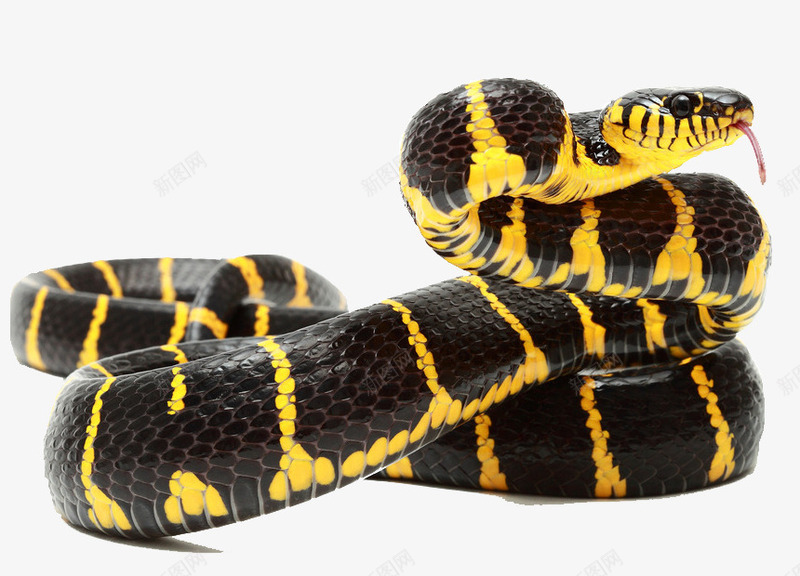 黑斑蟒蛇png免抠素材_新图网 https://ixintu.com 冷血动物 毒蛇 黄条纹 黑色