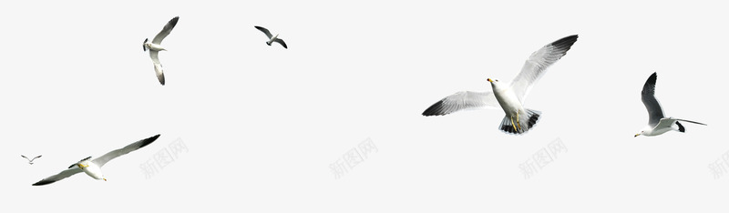 森林动物飞翔的海鸥png免抠素材_新图网 https://ixintu.com 动物素材 手绘动物 手绘动物元素 手绘动物素材 森林 海鸥 飞翔 鸟的素材