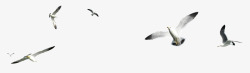 森林动物飞翔的海鸥素材