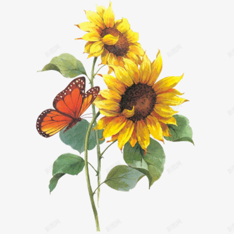 两朵向日葵和蝴蝶的彩绘psd免抠素材_新图网 https://ixintu.com 向日葵 彩绘 植物 蝴蝶