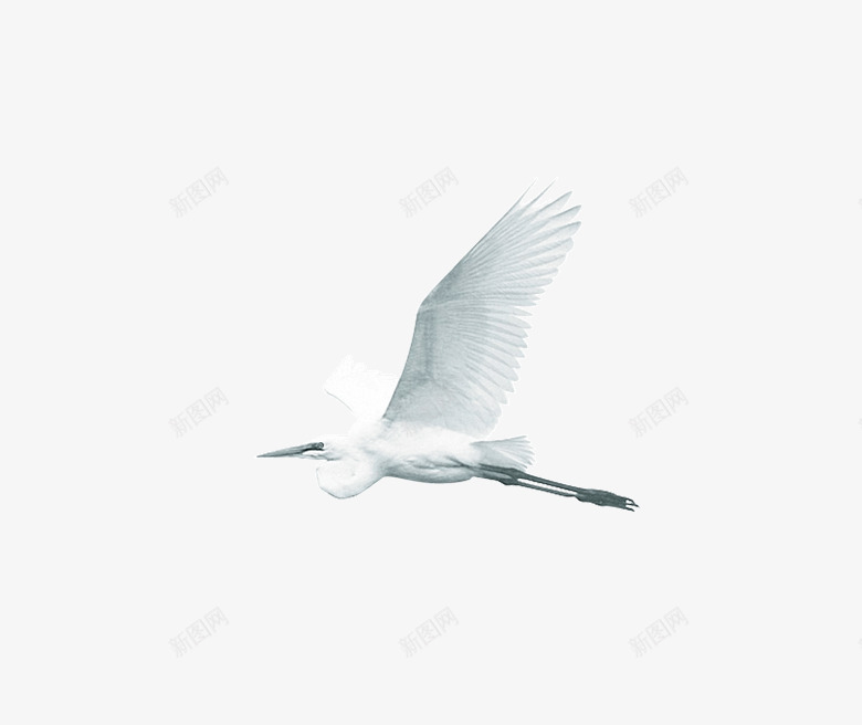 纯白色飞翔的鸟png免抠素材_新图网 https://ixintu.com 产品实物 飞翔的鸟 鸟类
