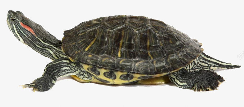 昂着头的褐色海龟png免抠素材_新图网 https://ixintu.com 国家保护动物 昂着头的 海洋动物 海龟 褐色