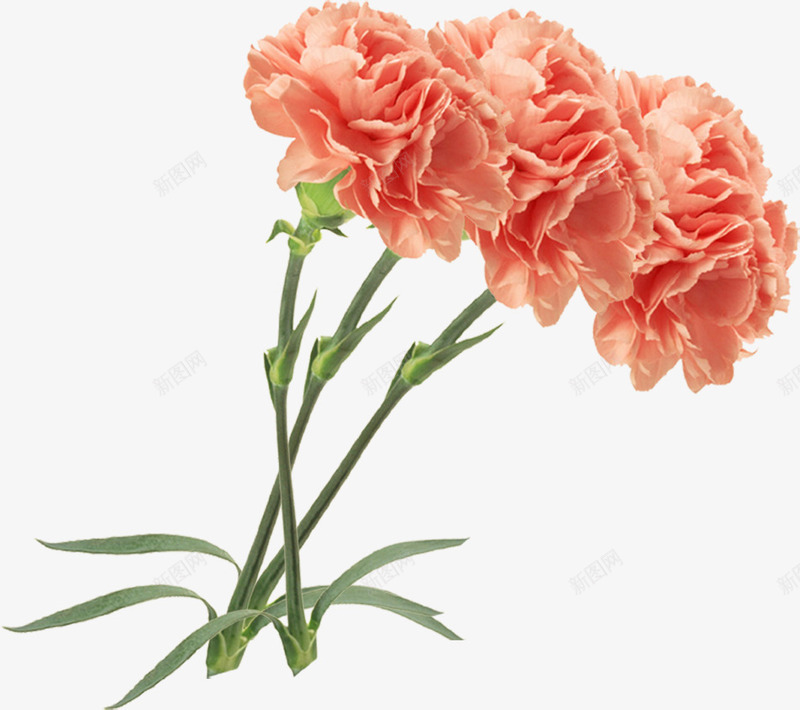 橙色康乃馨花朵植物png免抠素材_新图网 https://ixintu.com 康乃馨 植物 橙色 花朵