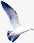 创意摄影海边上飞翔的海鸥素材