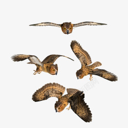 俯冲的猫头鹰各种飞行姿势的猫头鹰高清图片