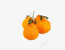 四个橙色四川特色水果丑桔素材