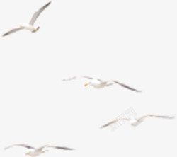 向左飞翔的白色海鸥素材
