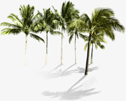 热带椰子林素材