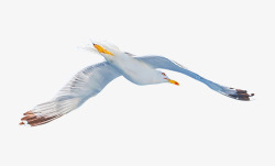 野生海鸥飞翔摄影素材