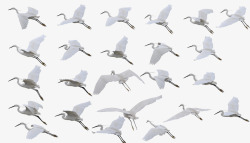 姿势不同的鹤各种姿势飞翔的丹顶鹤高清图片