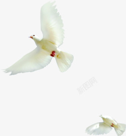 合成摄影白色的在海边飞翔的海鸥素材