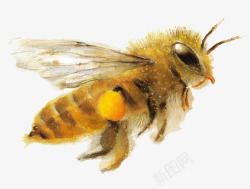 飞翔黄色蜜蜂素材