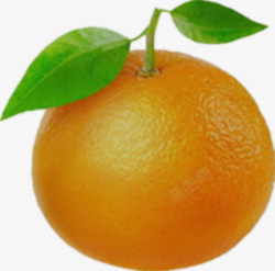 橙色的橘子素材