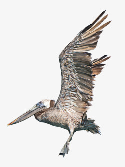 飞翔灰颈鹭鸨素材