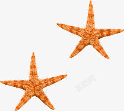 橙色海星素材
