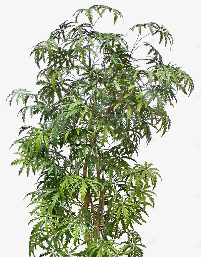 树木png免抠素材_新图网 https://ixintu.com 树 树木 植株 植物 野树