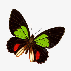 蝴蝶飞翔的蝴蝶卡通蝴蝶装饰素材