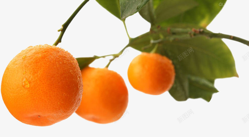 橘子树png免抠素材_新图网 https://ixintu.com 果树 橘子 橘树 橙色 绿叶
