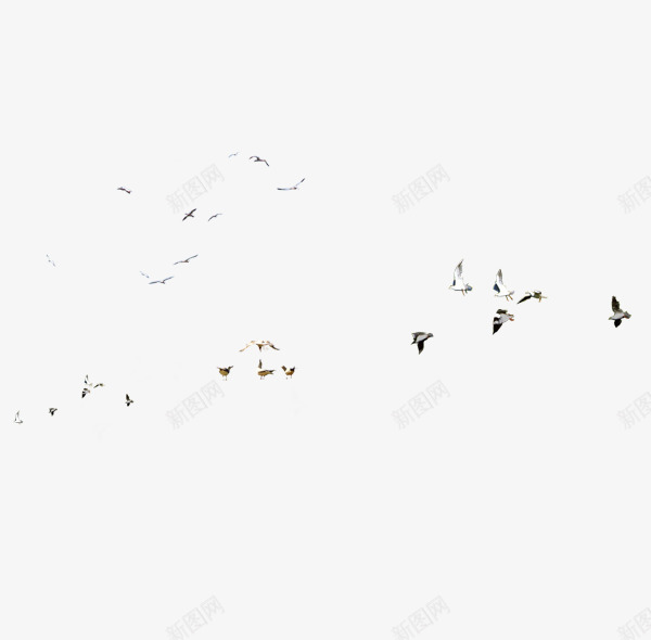 飞翔的海鸥家园png免抠素材_新图网 https://ixintu.com 卡通 手绘 海鸥 素材家园 飞翔