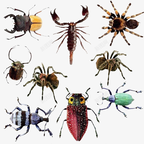 各种昆虫png免抠素材_新图网 https://ixintu.com 各种昆虫 虫子 蜘蛛 蝎子