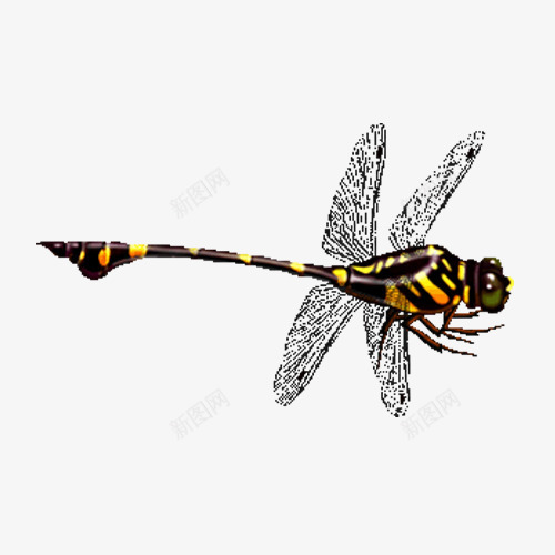 彩色蜻蜓png免抠素材_新图网 https://ixintu.com 蜻蜓 蜻蜓素材 飞翔的蜻蜓