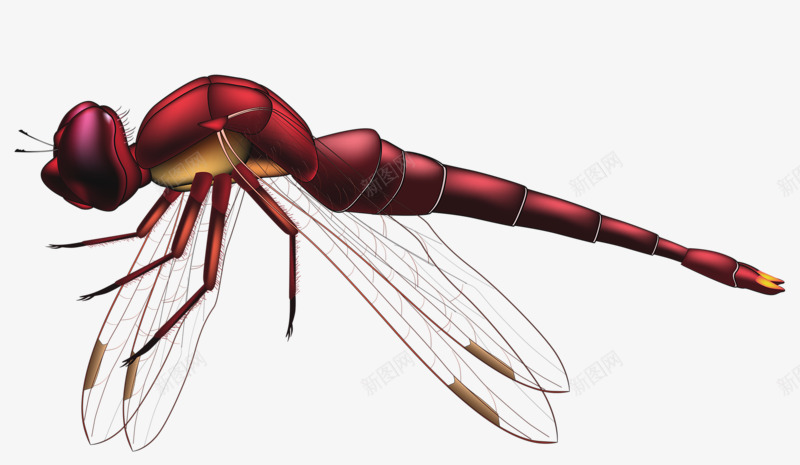 飞翔的蜻蜓png免抠素材_新图网 https://ixintu.com 手绘 红色 蜻蜓 飞翔