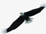 黑色飞翔海鸥背景素材