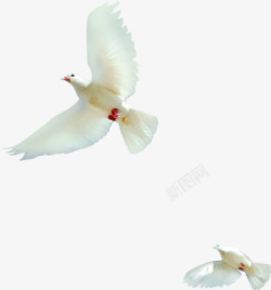 白色飞翔白色鸽子素材