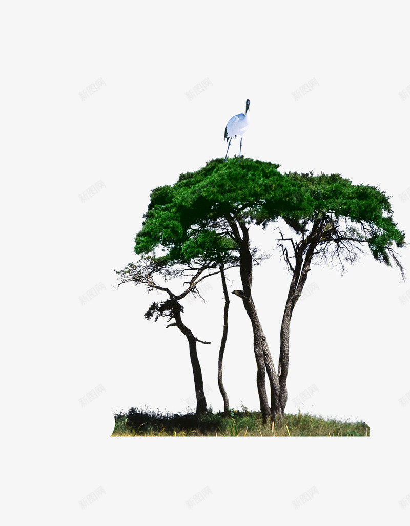 树木png免抠素材_新图网 https://ixintu.com 一棵树 树上的鹤 绿色植物