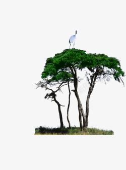 树上的鹤树木高清图片