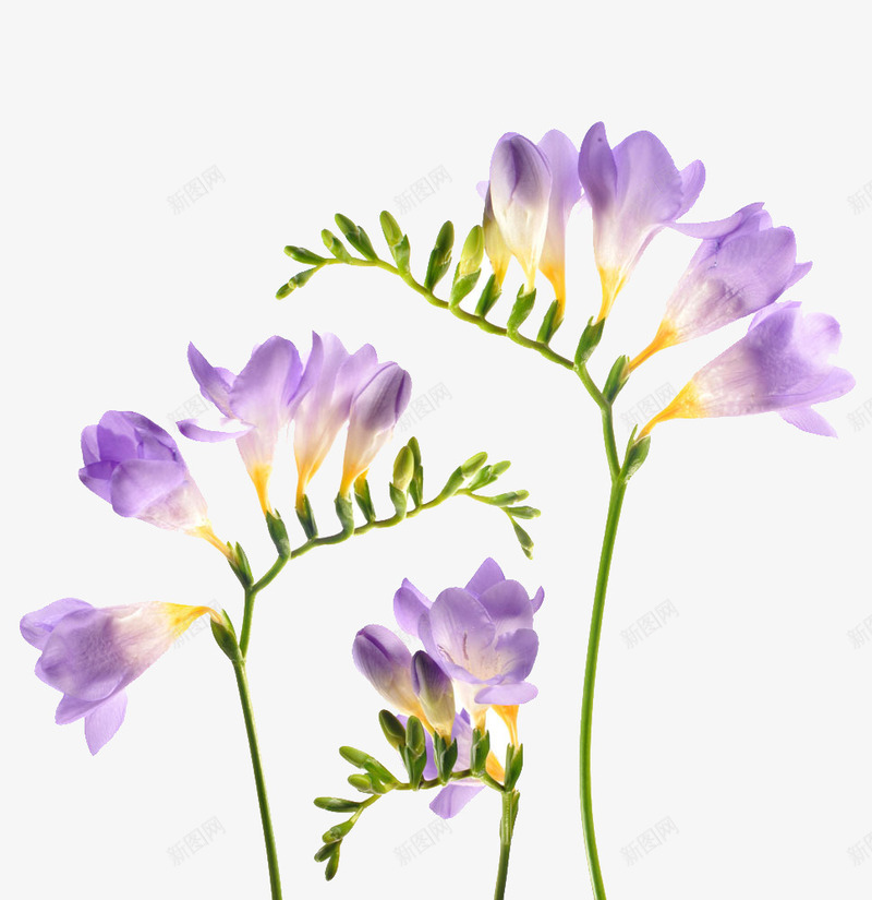 三支开着紫色花朵的花枝png免抠素材_新图网 https://ixintu.com 紫色 色彩 花朵 花枝