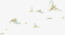 白色唯美飞翔白鸽春天素材