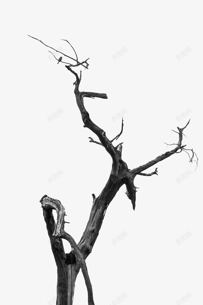 黑色枯树树木装饰png免抠素材_新图网 https://ixintu.com 枯树 树木 装饰 黑色