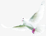 飞翔的白鸽和平鸽png免抠素材_新图网 https://ixintu.com 和平鸽 白鸽 飞翔