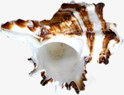 条纹海螺棕色条纹海螺高清图片
