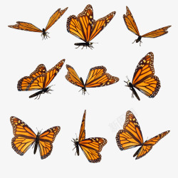 各种姿势蝴蝶各种飞行姿势的黄蝴蝶高清图片