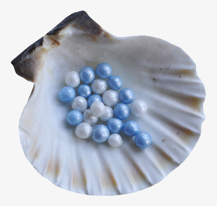珍珠贝壳png免抠素材_新图网 https://ixintu.com 海洋生物 海鲜 贝壳 食物