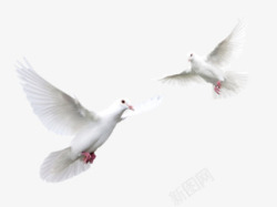 白色鸽子飞翔装饰素材