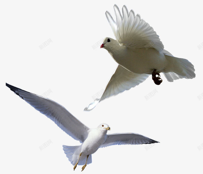 自由飞翔的白鸽png免抠素材_新图网 https://ixintu.com 信鸽 和平 家禽 白鸽 飞鸽传书 鸽子