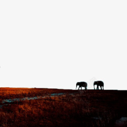 草原之梦黑夜中行走的大象高清图片