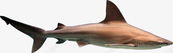 金色高鳍真鲨png免抠素材_新图网 https://ixintu.com 海洋生物素材 猛兽 金色 高鳍真鲨素材