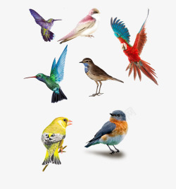 7种不同颜色小鸟素材