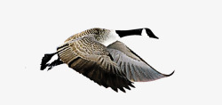 笨重的飞翔的麻鹤高清图片