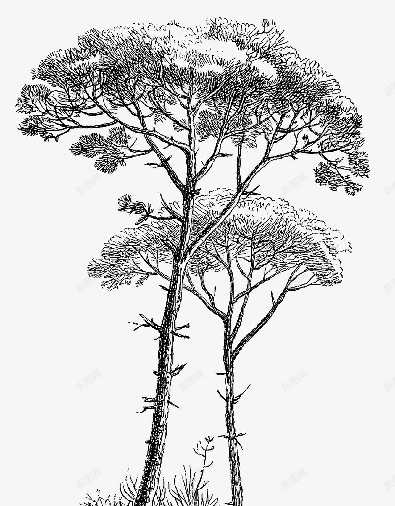 高耸的树木png免抠素材_新图网 https://ixintu.com 创意树木 大树 手绘树木 树木PNG 树木设计 白描树木 长枝桠