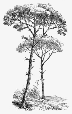 长枝桠高耸的树木高清图片