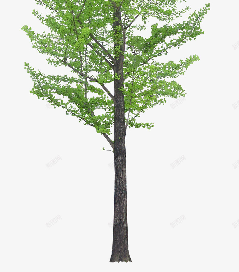 一棵可爱的树png免抠素材_新图网 https://ixintu.com 树 树叶 树木