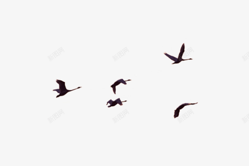 飞翔的海鸥png免抠素材_新图网 https://ixintu.com 海报 海鸥 翱翔 鸟 黑色