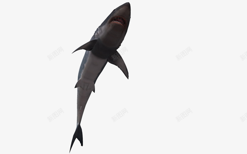 3d鱼类卡通png免抠素材_新图网 https://ixintu.com 3D 卡通鱼 海底动物 海洋 海洋生物 鱼类
