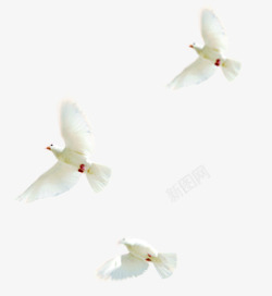 白色和平鸽飞翔素材