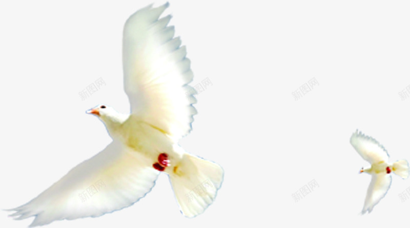 在布拉格广场上飞翔的白鸽png免抠素材_新图网 https://ixintu.com 布拉格 广场 白鸽 飞翔